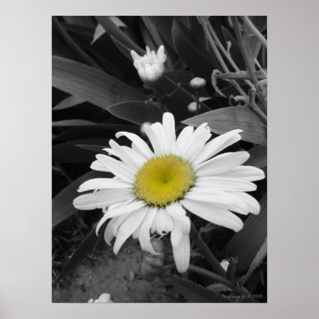 Award Winner-Black and White Daisy Poster (Vorne)
