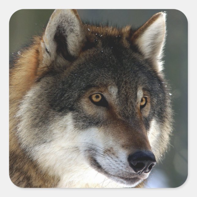 Awesome Wolf Head Quadratischer Aufkleber (Vorderseite)