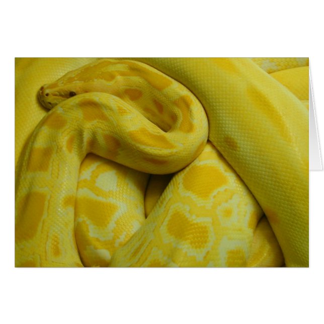 Awesome Yellow Burmese Python (Devant horizontal)