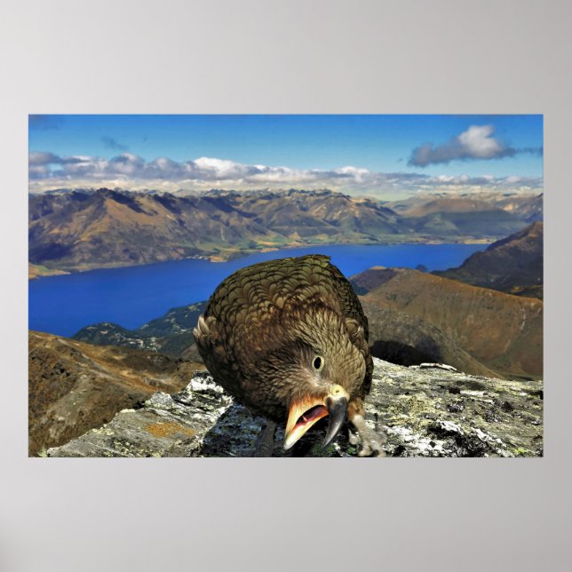 Awnery Kea Poster (Vorne)