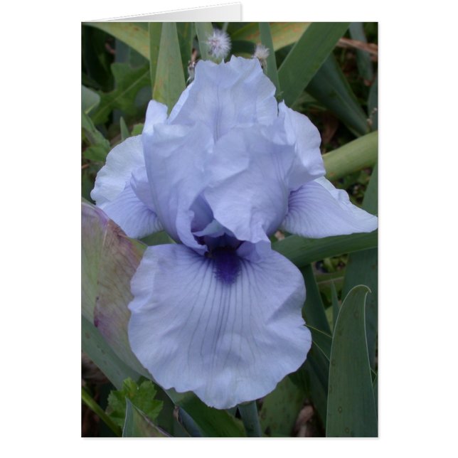 Awsome Blue Iris Card (Vorne)