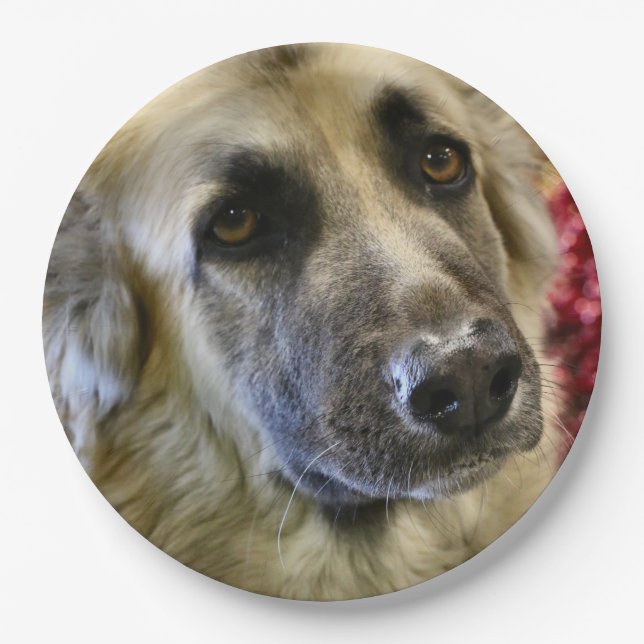 Aww Pappteller (Vorderseite)