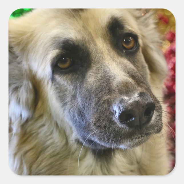 Aww Quadratischer Aufkleber (Vorderseite)