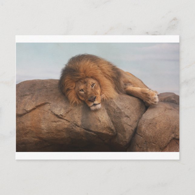 Awwsome Lion Postkarte (Vorderseite)