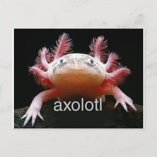 Axolotl Axolotl Axolotl Axolotl Postkarte (Vorderseite)