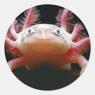 Axolotl Axolotl.png Runder Aufkleber