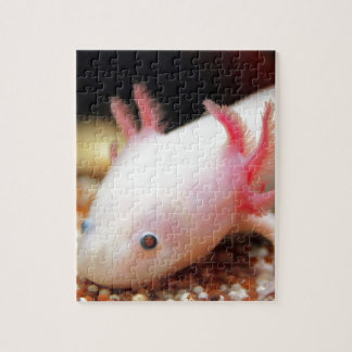 Axolotl Weißling