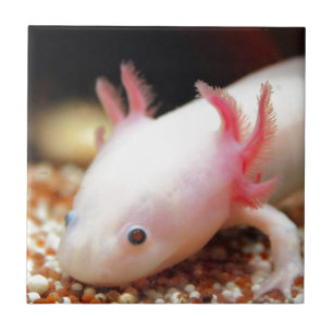 Axolotl Weißling Fliese