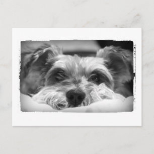 Aza Schwarzweißfotografie Postkarte