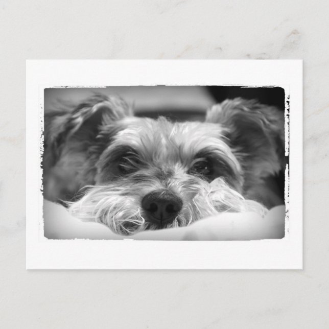 Aza Schwarzweißfotografie Postkarte (Vorderseite)