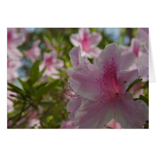 Azalea Aloha! (Vorderseite (Horizontal))