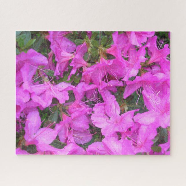 ‚Azalea Blooms‘ (Horizontal)