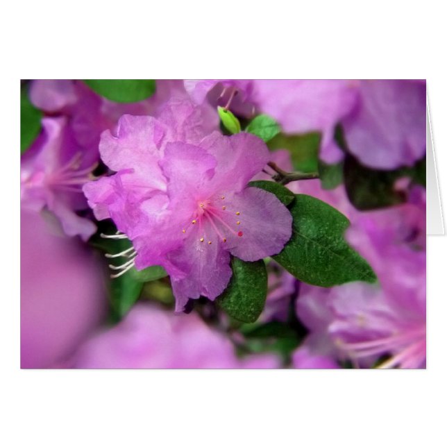 Azalea Blossoms (Devant horizontal)