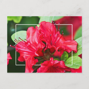 Azalea Blossoms Postkarte
