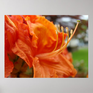 Azalea Blume 6 Orange Rhodies Art Prints Posters Poster