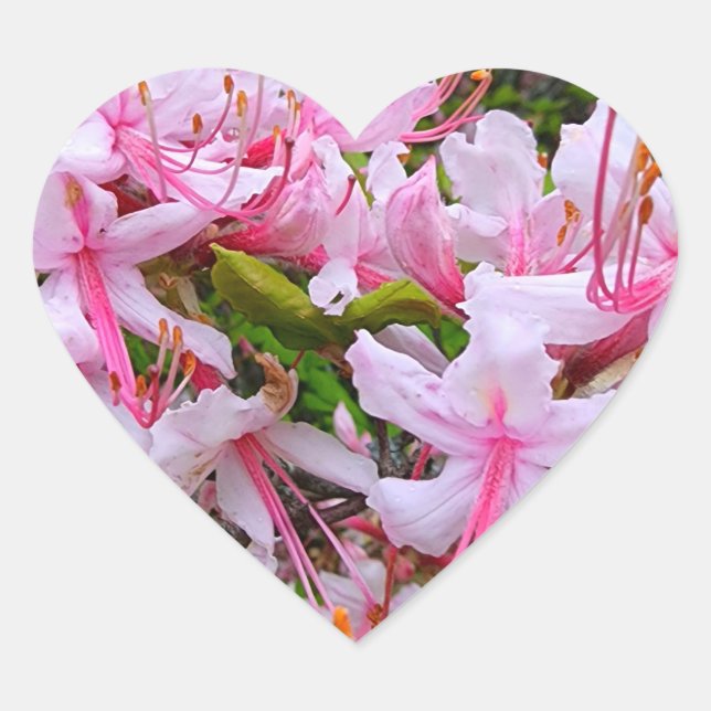 Azalea-Blume Herz-Aufkleber (Vorderseite)