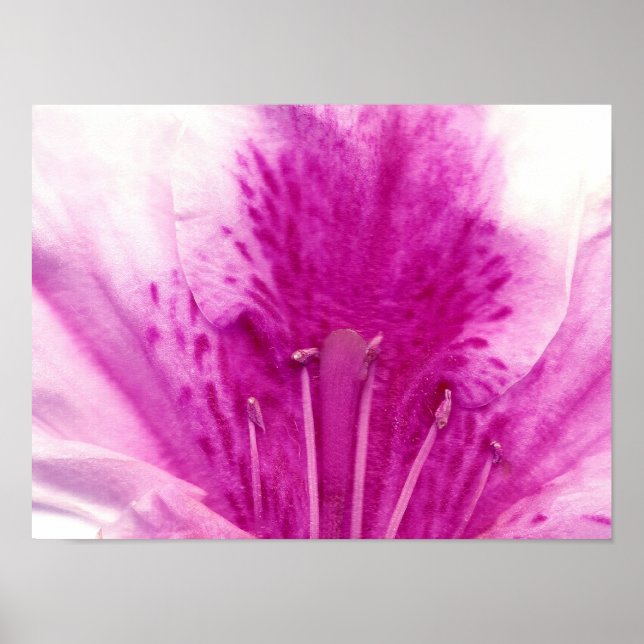 Azalea Blume Kunstfotografie Poster (Vorne)