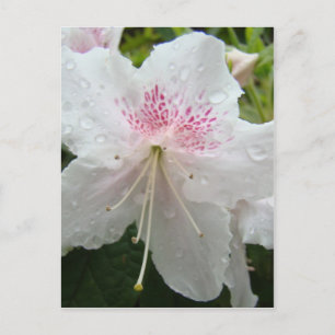 AZALEA BLUME Weißweiße Azaleen Karten Geschenke Ta