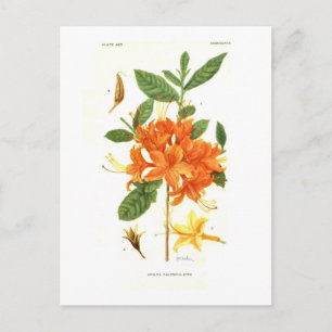 Azalea calendulacea postkarte