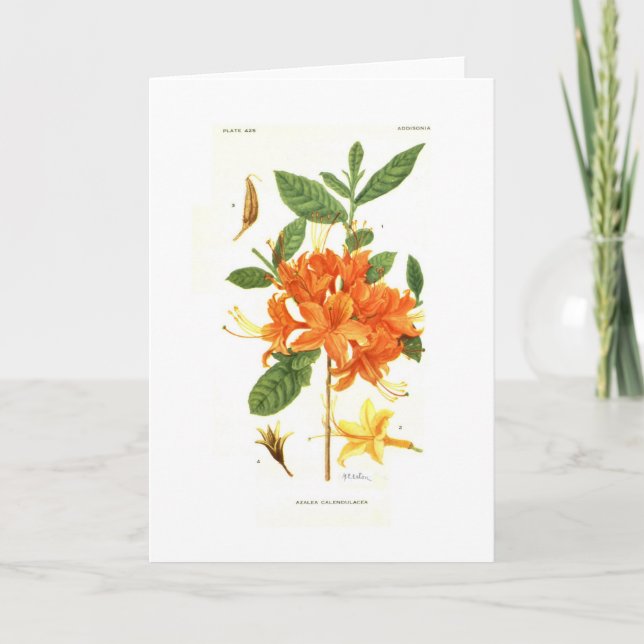 Azalea calendulacea von Mary E Eaton Karte (Vorderseite)