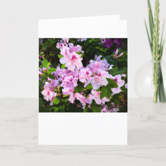 Azalea, carte