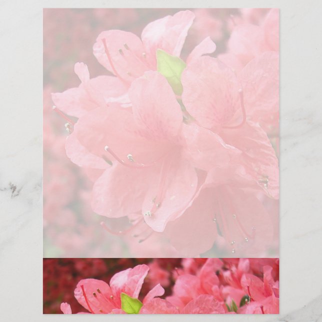 Azalea Field - Letterhead (Vorderseite)