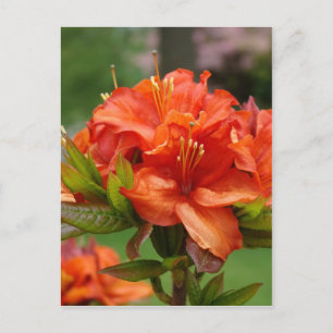 AZALEA FLEURS 14 Orange Azaleas Cartes Cadeaux Mug