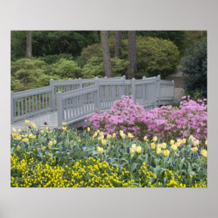 Azalea Heath Family (Ericaceae), Tulip und Poster