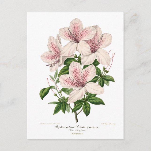 Azalea indica - Vittata punctata Postkarte (Vorderseite)