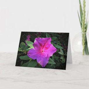 Azalea, Karte