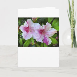 Azalea, Karte