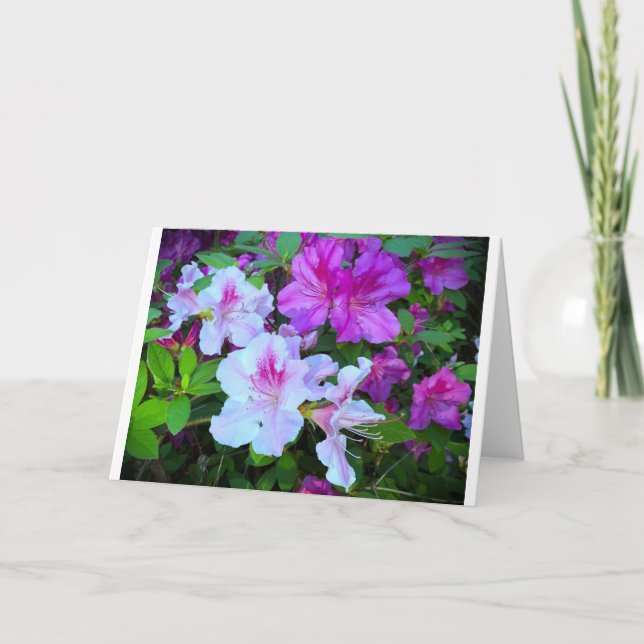 Azalea, Karte (Vorderseite)