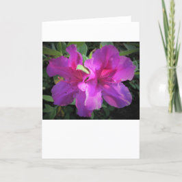 Azalea, Karte
