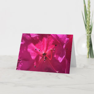 Azalea, Karte