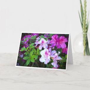 Azalea, Karte