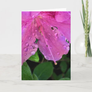Azalea, Karte