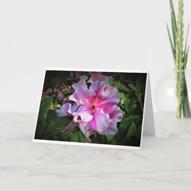 Azalea, Karte (Vorderseite)