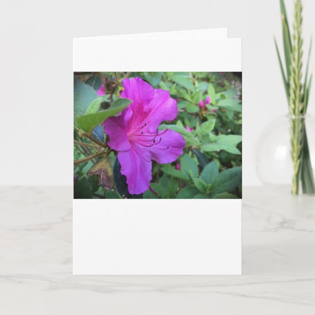 Azalea, Karte (Vorderseite)