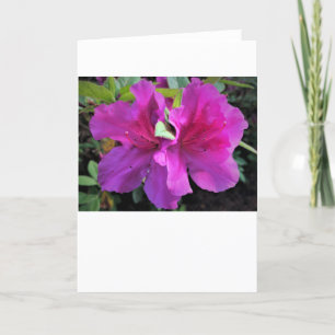 Azalea, Karte