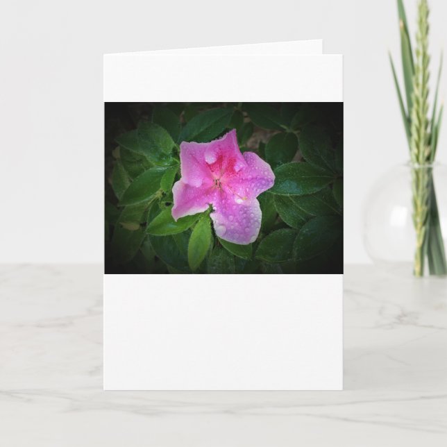 Azalea, Karte (Vorderseite)