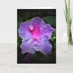 Azalea, Karte