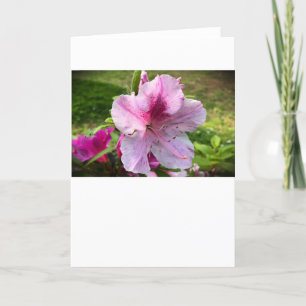 Azalea, Karte