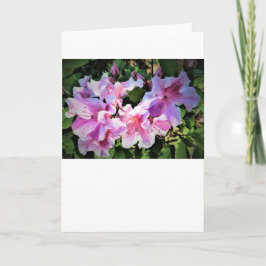 Azalea, Karte