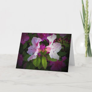 Azalea, Karte