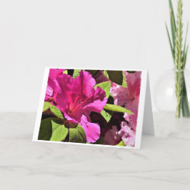 Azalea, Karte