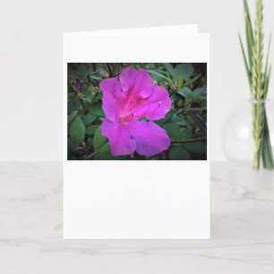Azalea, Karte