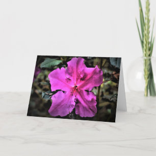 Azalea, Karte