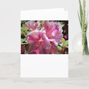 Azalea, Karte