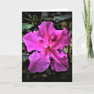 Azalea, Karte