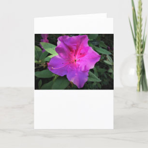 Azalea, Karte